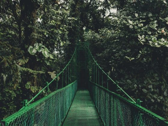 green bridge near trees
